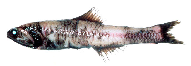 北海道短鳃灯鱼(Nannobrachium regale)