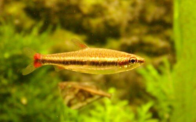 贝氏铅笔鱼(Nannostomus beckfordi)