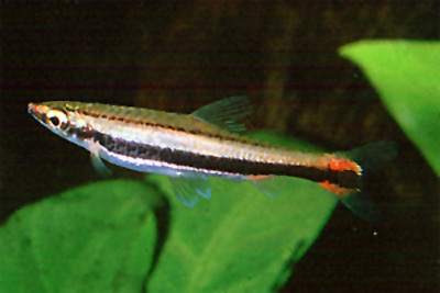 双带铅笔鱼(Nannostomus bifasciatus)