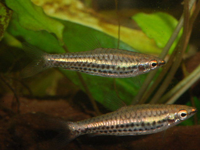 布氏铅笔鱼(Nannostomus britskii)