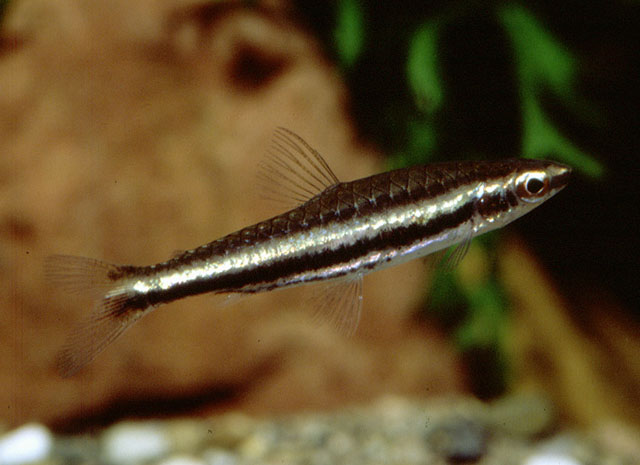 双线铅笔鱼(Nannostomus digrammus)