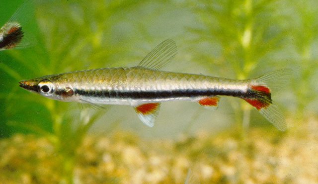 哈氏铅笔鱼(Nannostomus harrisoni)
