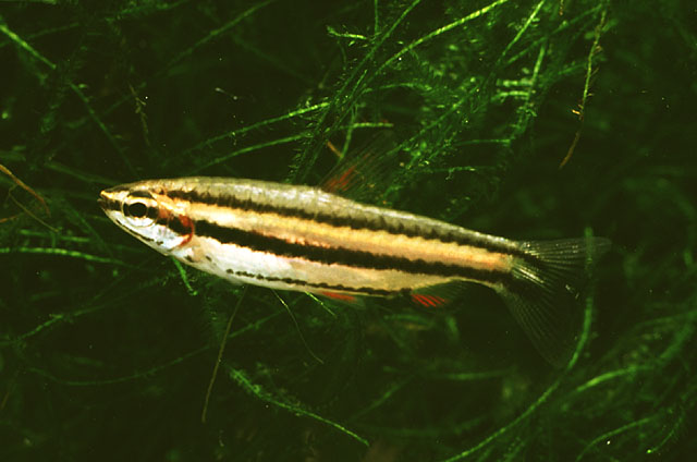 短铅笔鱼(Nannostomus marginatus)