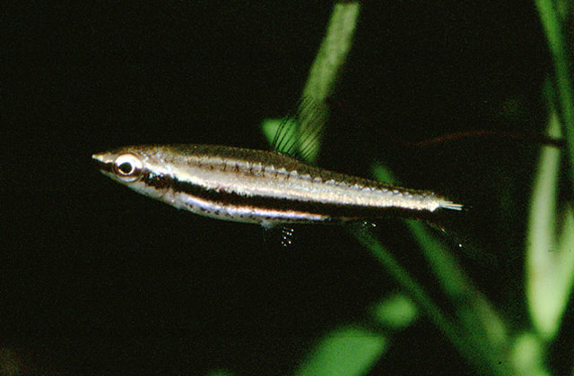 玛丽铅笔鱼(Nannostomus marilynae)