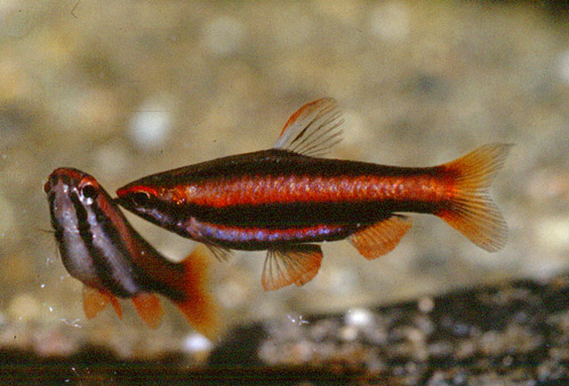 红带铅笔鱼(Nannostomus mortenthaleri)
