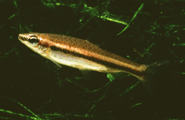 光泽铅笔鱼(Nannostomus nitidus)