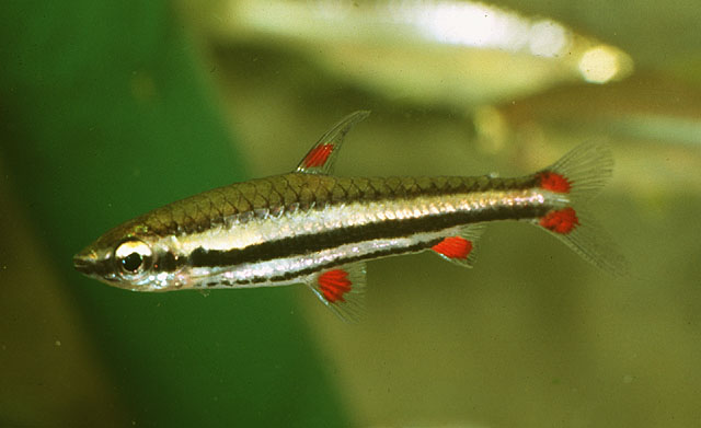 三带铅笔鱼(Nannostomus trifasciatus)