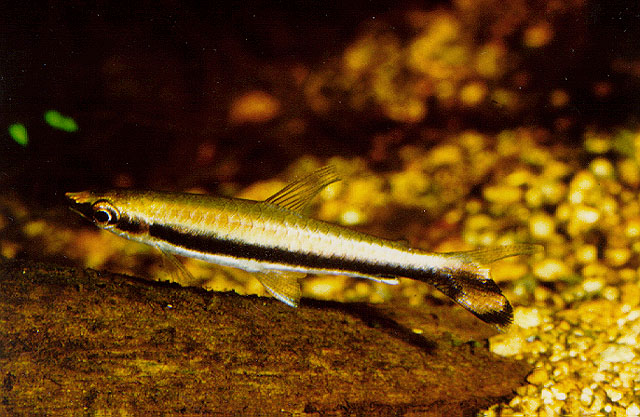 单线铅笔鱼(Nannostomus unifasciatus)