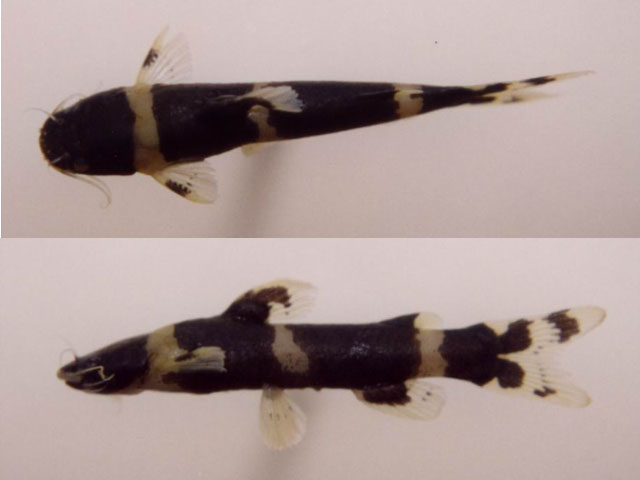 棕色矮鮠(Nanobagrus fuscus)