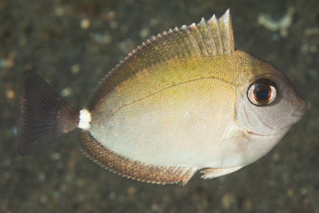 突角鼻鱼(Naso annulatus)