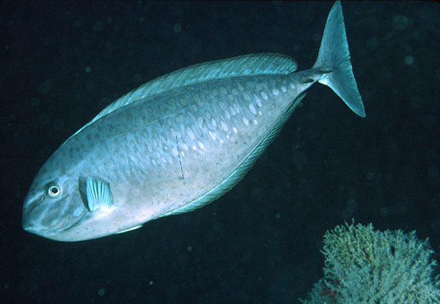 马利亚纳岛鼻鱼(Naso caesius)
