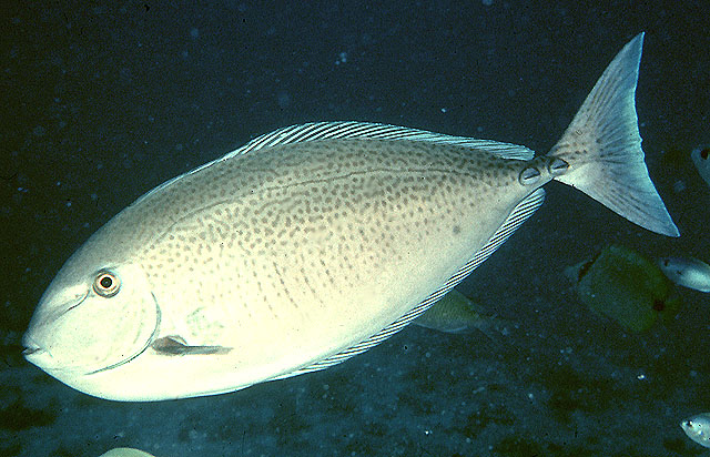 斑鼻鱼(Naso maculatus)