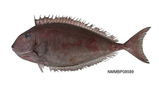 网纹鼻鱼(Naso reticulatus)