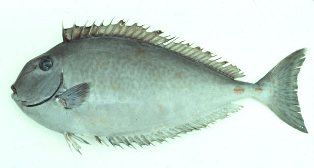瘤鼻鱼(Naso tuberosus)