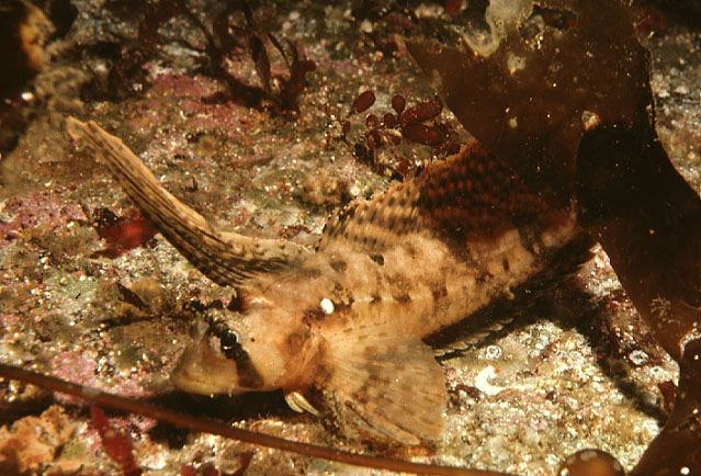眼斑帆鳍杜父鱼(Nautichthys oculofasciatus)