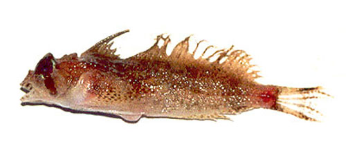 暗色帆鳍杜父鱼(Nautichthys pribilovius)