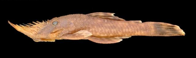 多鳞尼布鲇(Neblinichthys pilosus)