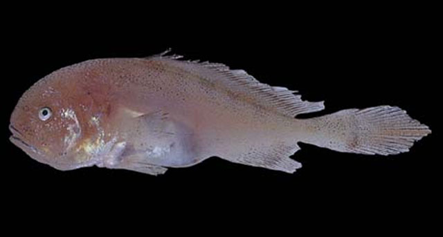 西洋软颅石首鱼(Nebris occidentalis)