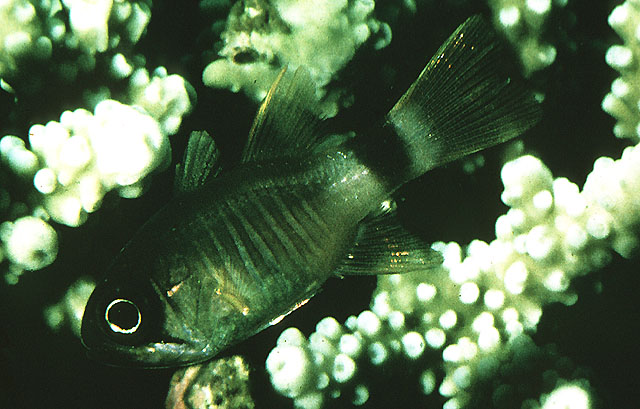 萨摩亚圣天竺鲷(Nectamia savayensis)