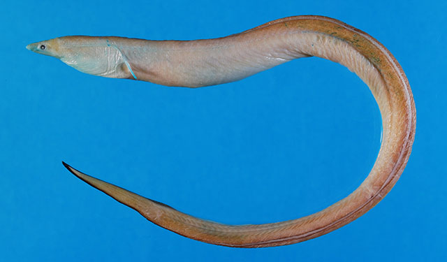 比氏新蛇鳗(Neenchelys buitendijki)