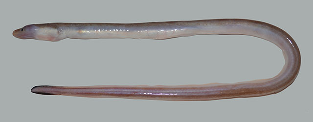 弯鳍新蛇鳗(Neenchelys cheni)