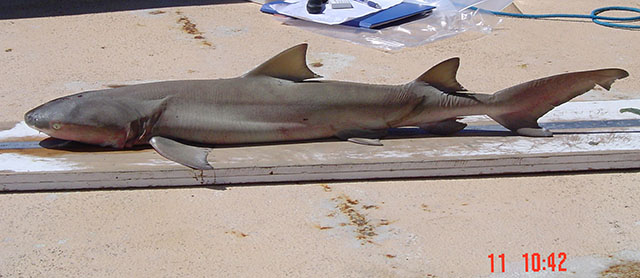 尖齿柠檬鲨(Negaprion acutidens)