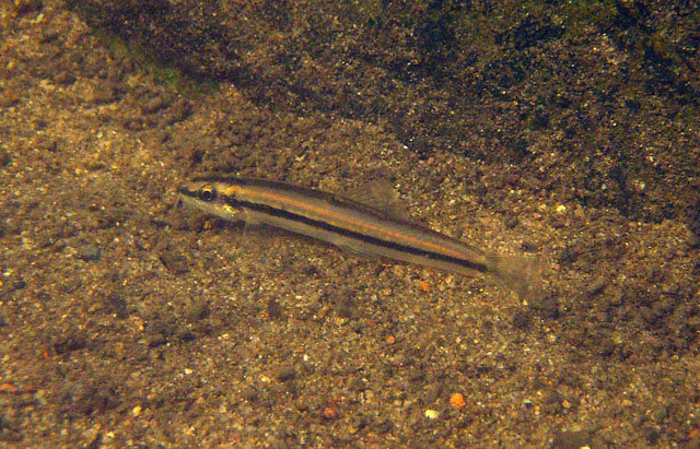 鼓颊条鳅(Nemacheilus binotatus)