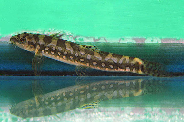冈瑟氏条鳅(Nemacheilus guentheri)