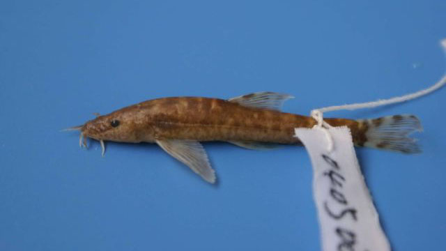 长胸鳍条鳅(Nemacheilus longipectoralis)