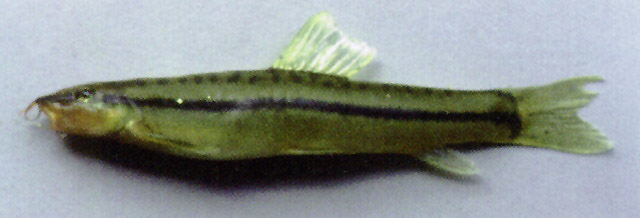长带条鳅(Nemacheilus longistriatus)