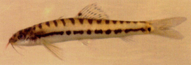浅色条鳅(Nemacheilus pallidus)