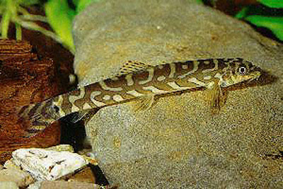 三角条鳅(Nemacheilus triangularis)