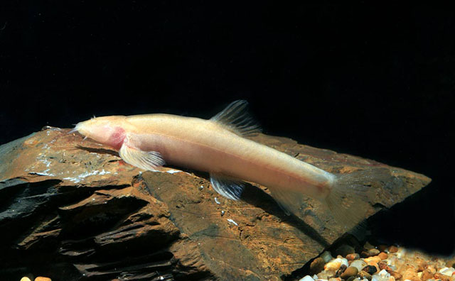 穴条鳅(Nemacheilus troglocataractus)