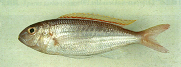 赤黄金线鱼(Nemipterus aurora)