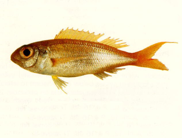 巴厘金线鱼(Nemipterus balinensis)