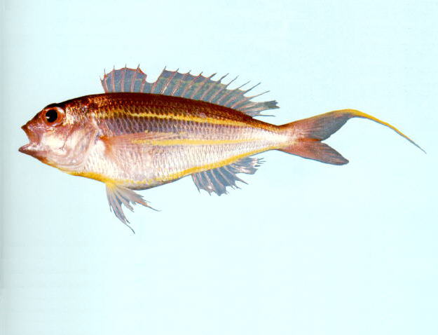 深水金线鱼(黄肚金线鱼)(Nemipterus bathybius)