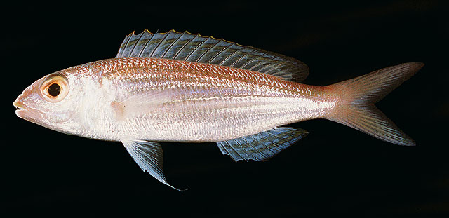 双斑金线鱼(Nemipterus bipunctatus)