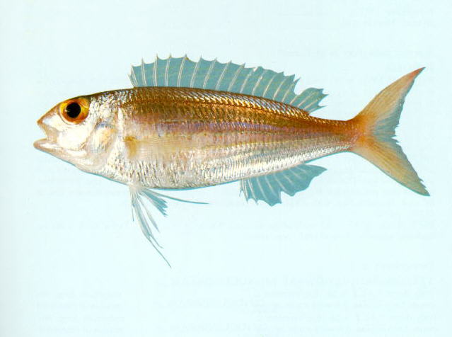 西里伯斯金线鱼(Nemipterus celebicus)