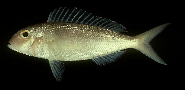 横斑金线鱼(Nemipterus furcosus)