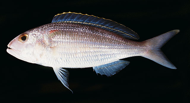 六齿金线鱼(Nemipterus hexodon)