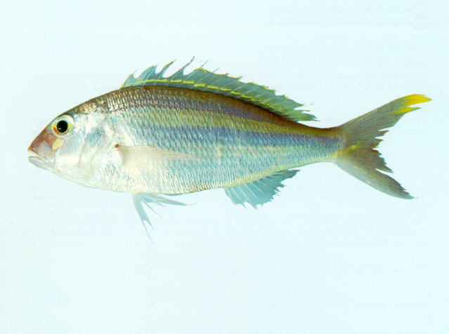 宽带金线鱼(Nemipterus isacanthus)