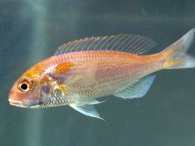 日本金线鱼(Nemipterus japonicus)