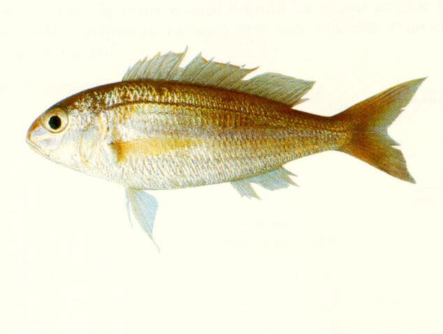 缘金线鱼(Nemipterus marginatus)