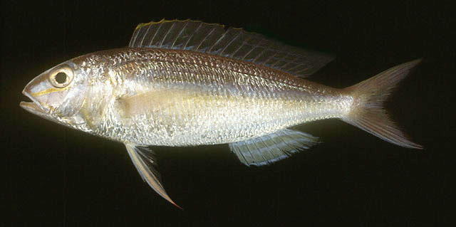 苏门答腊金线鱼(Nemipterus mesoprion)