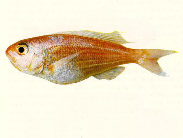 长丝金线鱼(Nemipterus nematophorus)