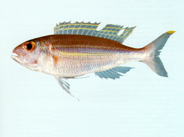 黄稍金线鱼(Nemipterus nematopus)