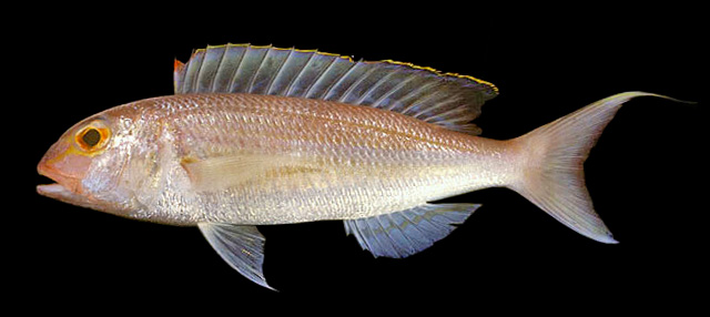 红棘金线鱼(Nemipterus nemurus)