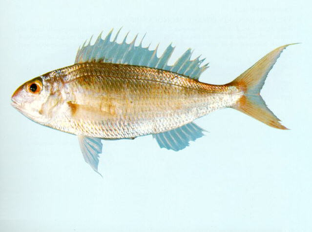 裴氏金线鱼(Nemipterus peronii)