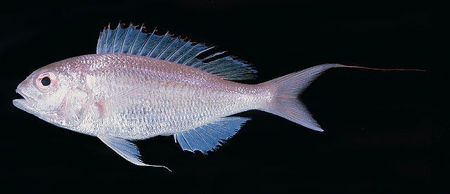 郎氏金线鱼(Nemipterus randalli)