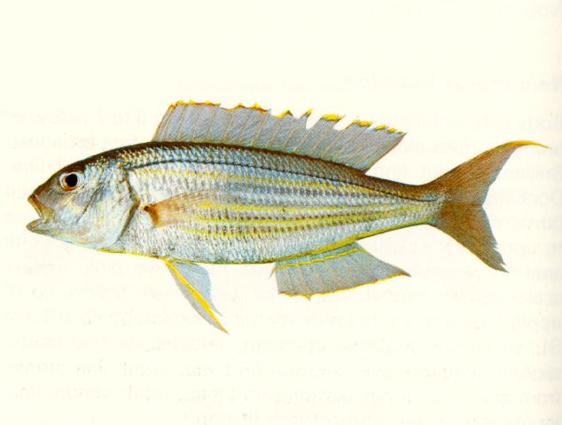 五带金线鱼(Nemipterus tambuloides)